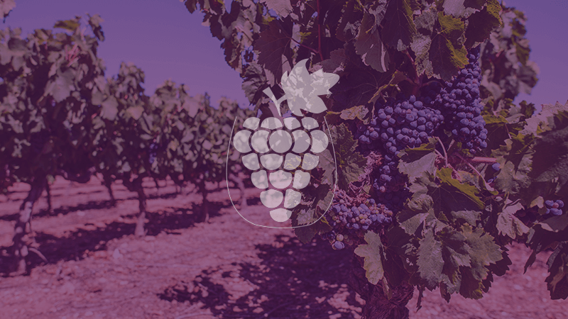 Winery Photo